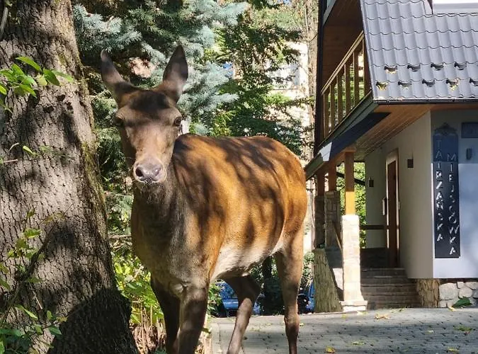 Apart-hotel Tatrzańska Miejscówka - Centrum